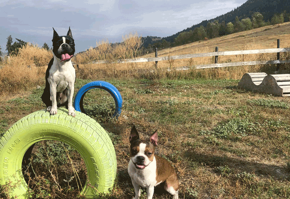 Dog agility parks thumbnail