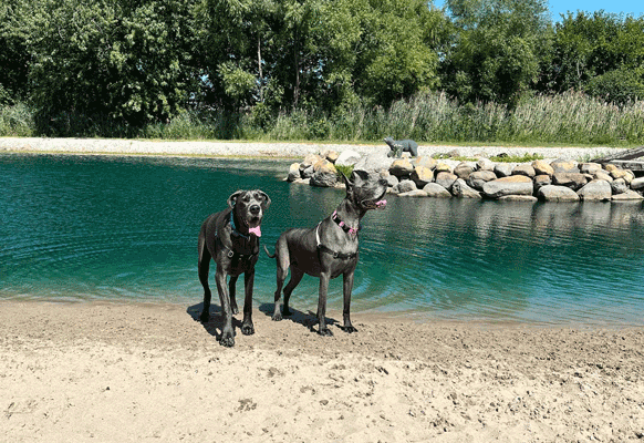 Dog beaches thumbnail