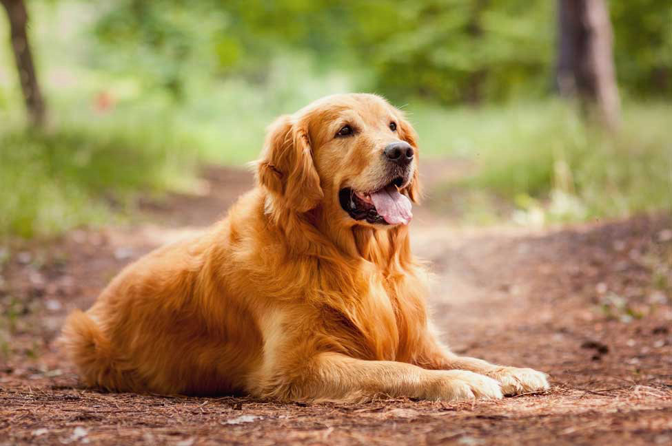 Most Popular Golden Retriever Names thumbnail