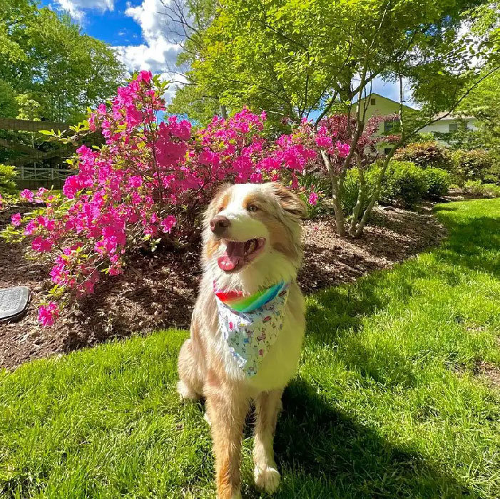 Dog happily running in Sniffspot's private dog park